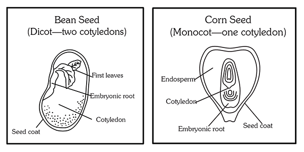 Basic Structure Of A Seed  U2013 Pinetree Garden Seeds